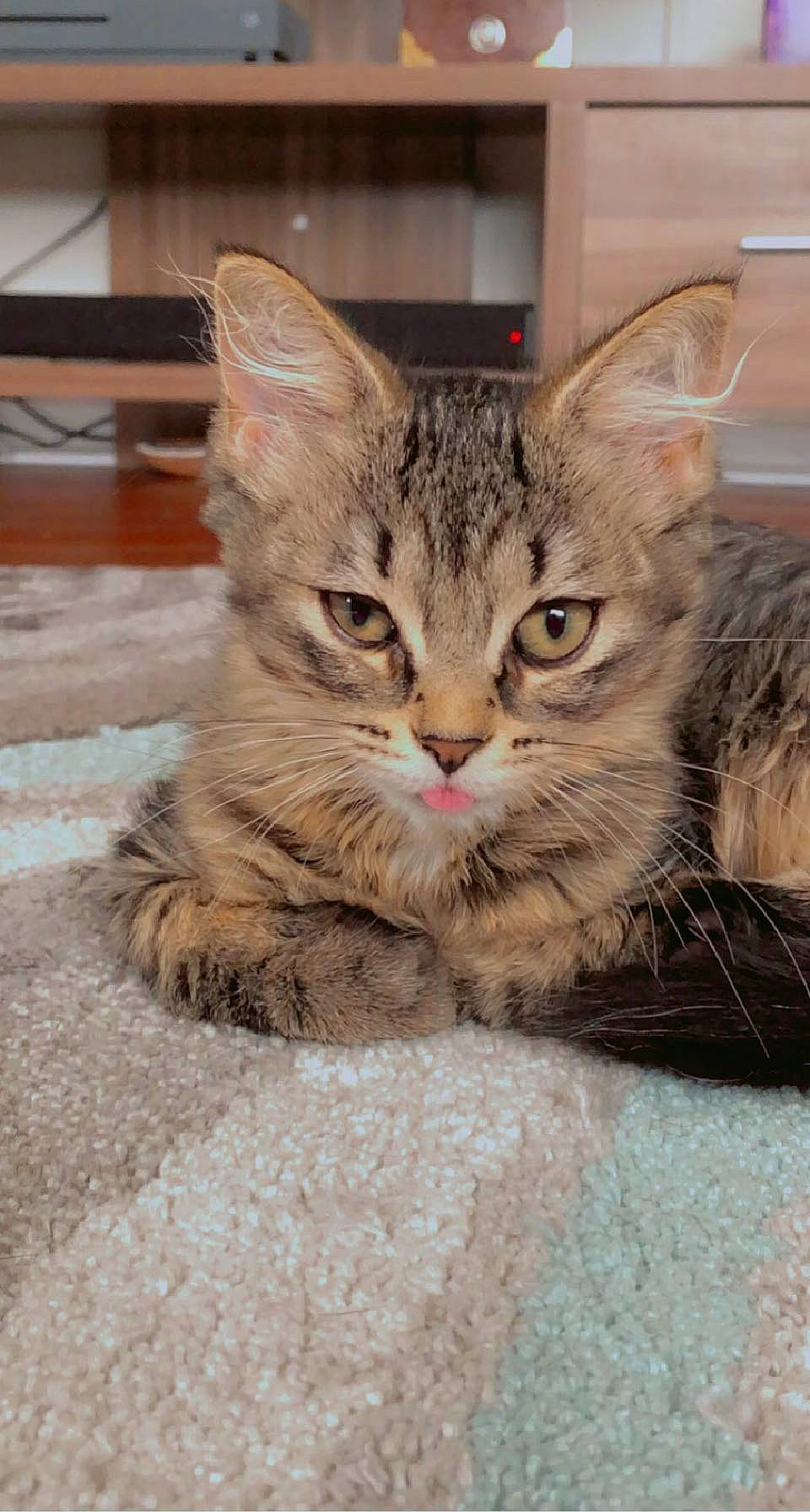 Binx is registered to the contest to win money with this photo: carnivore, cat, claw, domestic_short_haired_cat, felidae, fur, paw, sitting, small_to_medium_sized_cats, snout, tail, terrestrial_animal, whiskers, window