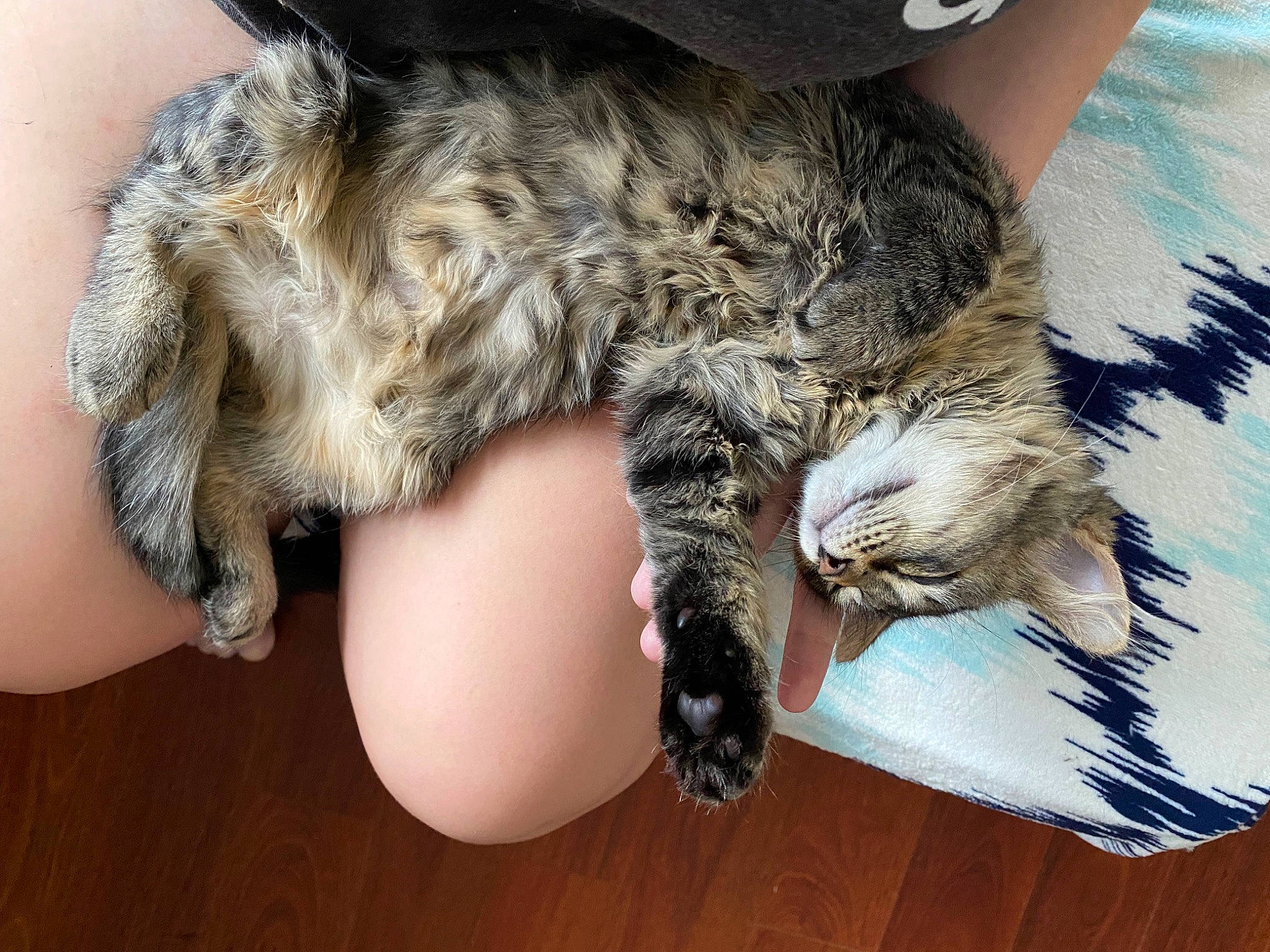 Binx is registered to the contest to win money with this photo: carnivore, cat, claw, comfort, domestic_short_haired_cat, felidae, fur, gesture, hardwood, lap, mammal, nail, nap, paw, small_to_medium_sized_cats, snout, tail, vertebrate, whiskers, wood