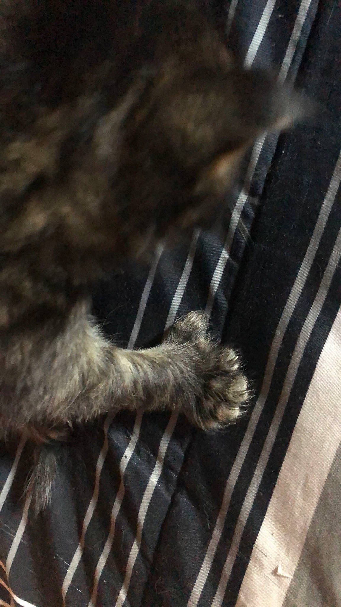 Thumbs is registered to the contest to win money with this photo: cat, claw, fur, paw, tail, whiskers