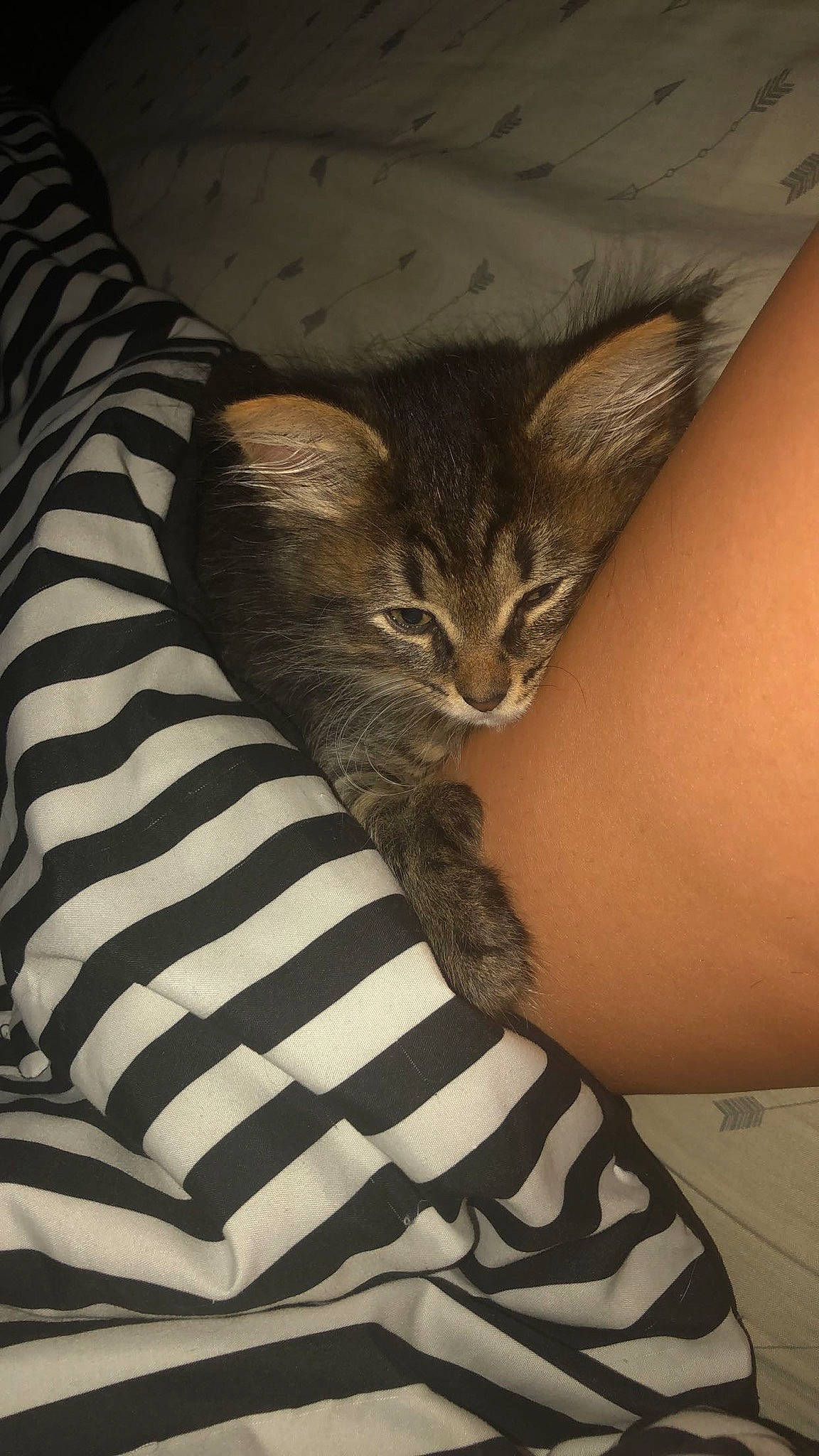 Thumbs joined the competition — help win amazing prizes! asian, carnivore, cat, domestic_short_haired_cat, dragon_li, egyptian_mau, european_shorthair, felidae, kitten, leg, small_to_medium_sized_cats, tabby_cat, whiskers