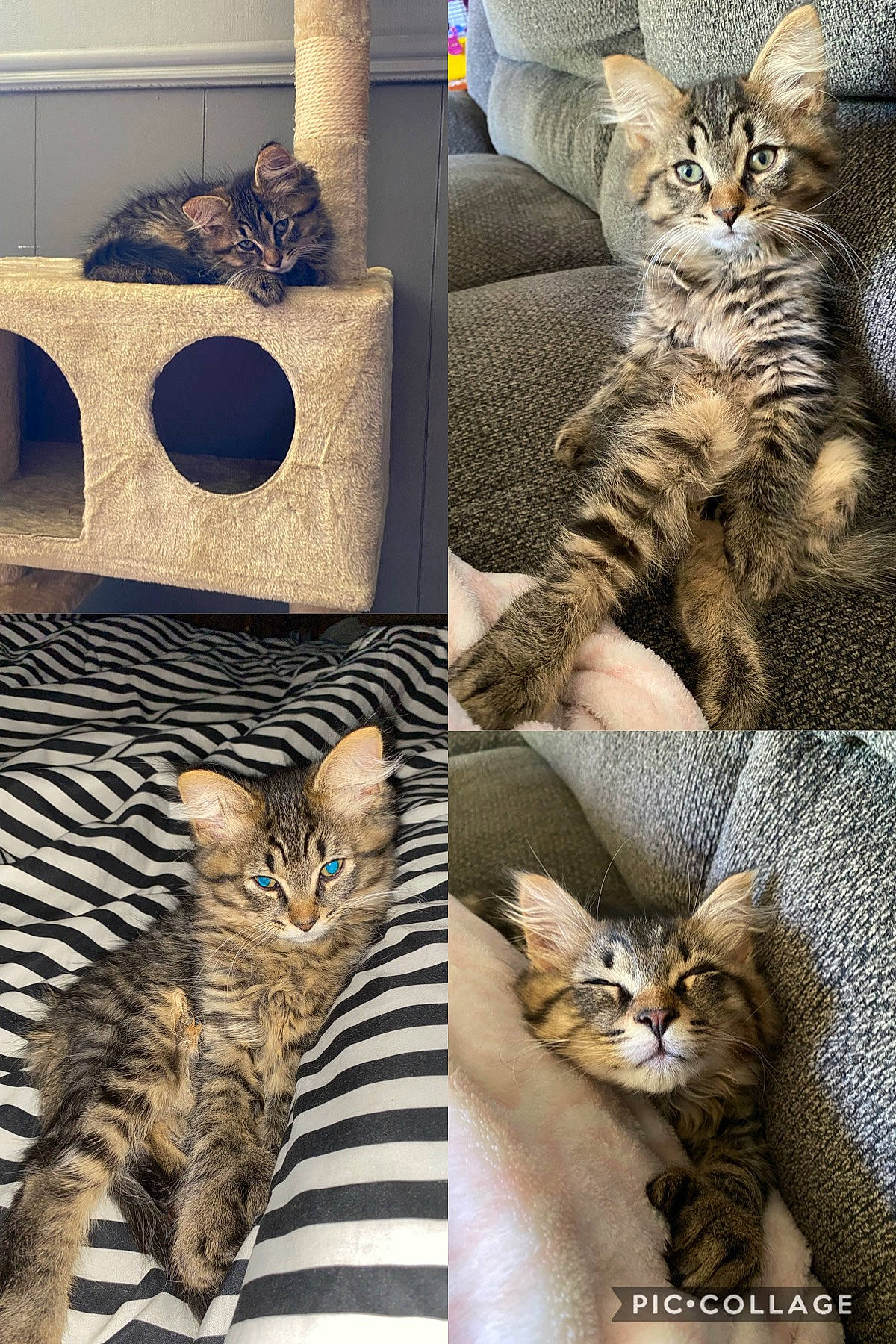 Thumbs is registered to the contest to win money with this photo: american_shorthair, asian, bengal, california_spangled, carnivore, cat, domestic_short_haired_cat, dragon_li, european_shorthair, felidae, kitten, mammal, ocicat, pixie_bob, small_to_medium_sized_cats, tabby_cat, toyger, vertebrate, whiskers, wild_cat