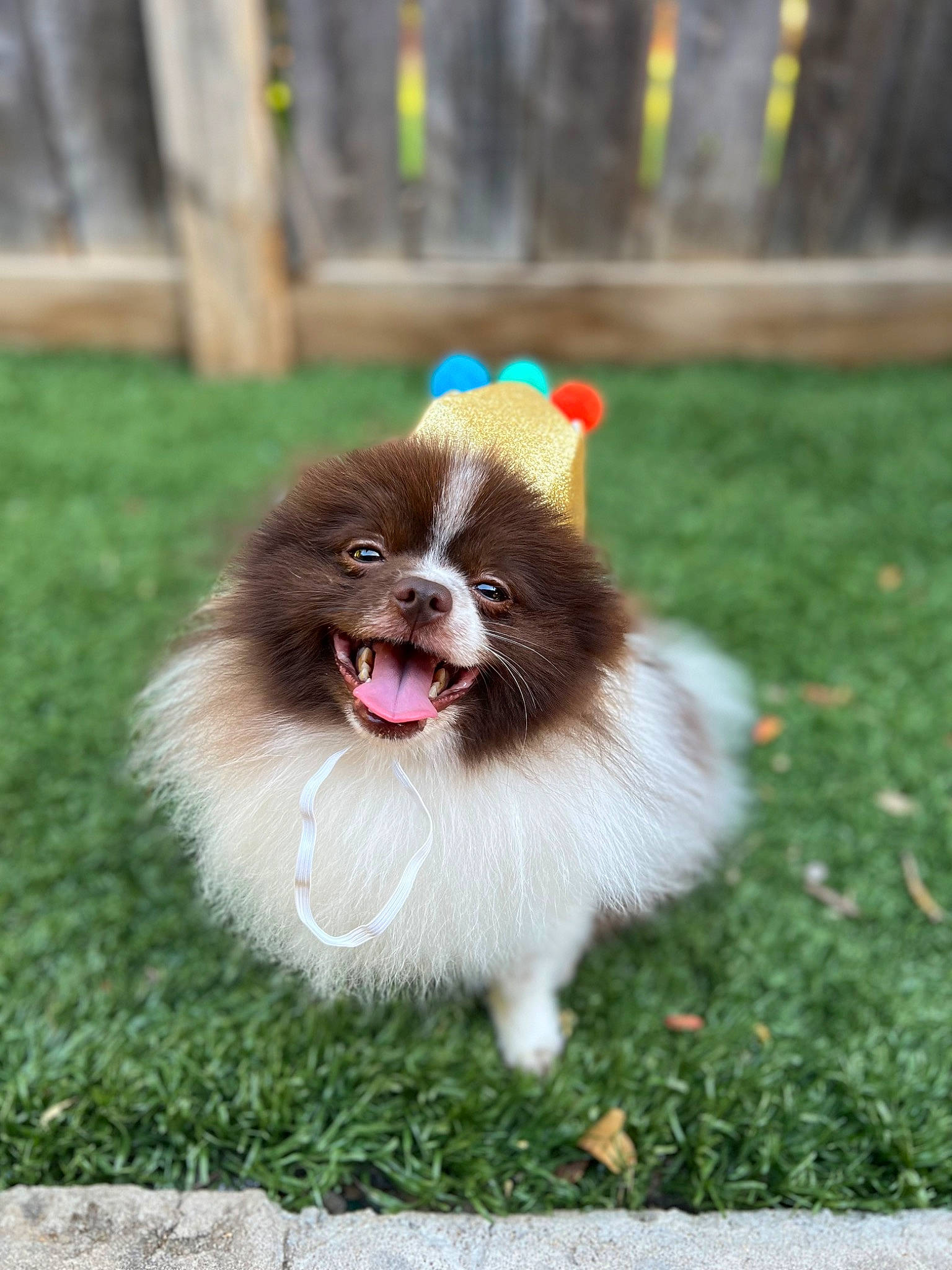 Chucky is registered to the contest to win money with this photo: ancient_dog_breeds, canidae, carnivore, companion_dog, dog, dog_breed, fawn, fur, grass, happy, liver, non_sporting_group, plant, smile, snout, sporting_group, toy_dog, whiskers, working_animal, working_dog