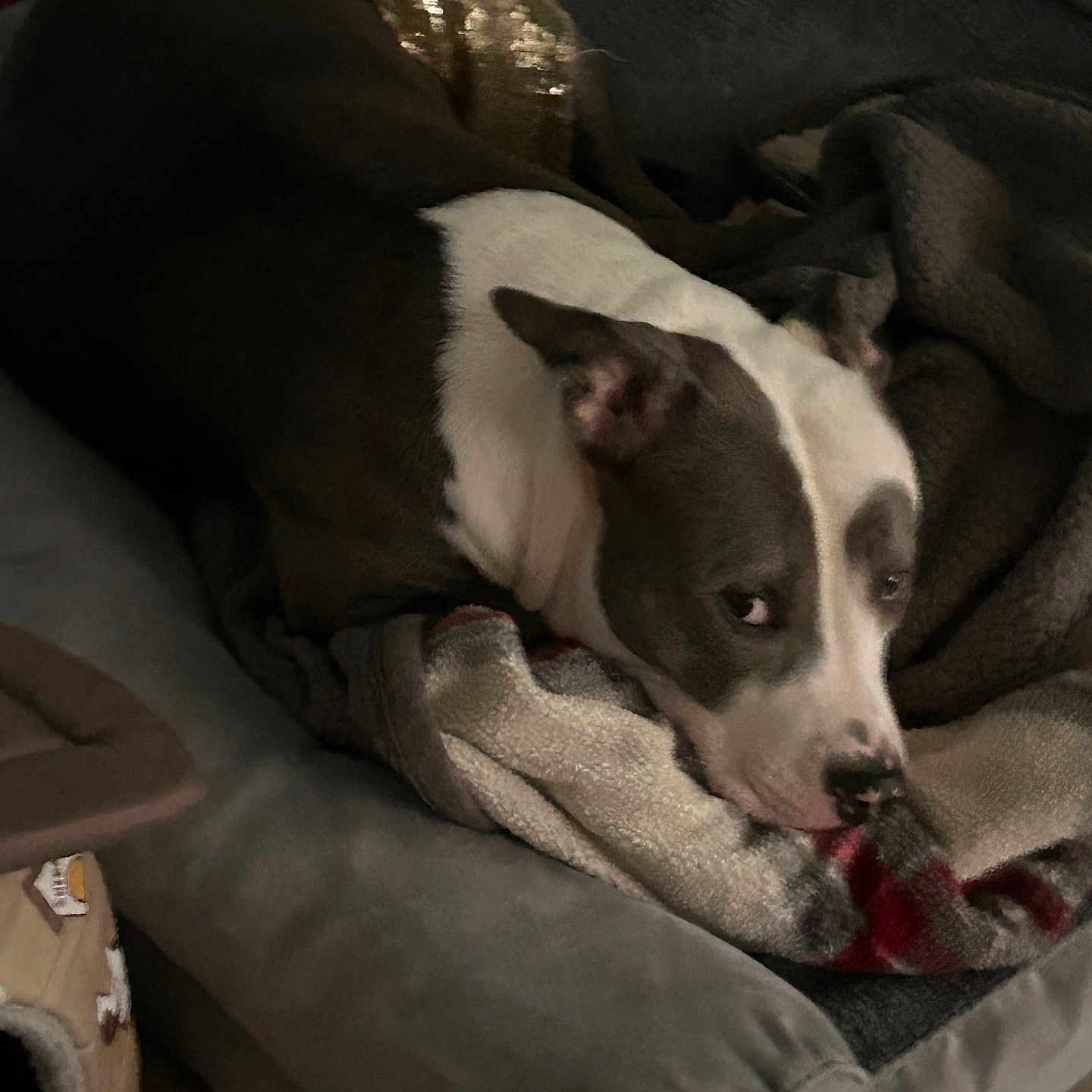 Nova is registered to the contest to win money with this photo: animal, armchair, blanket, bostonbull, bulldog, canine, chair, couch, cushion, dog, furniture, homedecor, hound, linen, person, pet, pitbull, pointer, puppy, sleeping