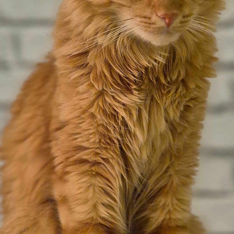 Ulysse a rejoint le concours — aidez-le/la à gagner de superbes lots ! animal, background, cat, closeup, cute, domestic_cat, ears, eyes, face, feline, fluffy, fur, indoor, orange_cat, pet, portrait, sitting, soft, tabby, whiskers