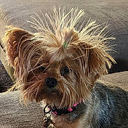 Penelope joined the competition — help win amazing prizes! animal, black, brown, collar, companion, couch, curious, cute, dog, domestic, fur, furniture, indoor, pet, portrait, sitting, small_dog, spiky_hair, tan, yorkshire_terrier