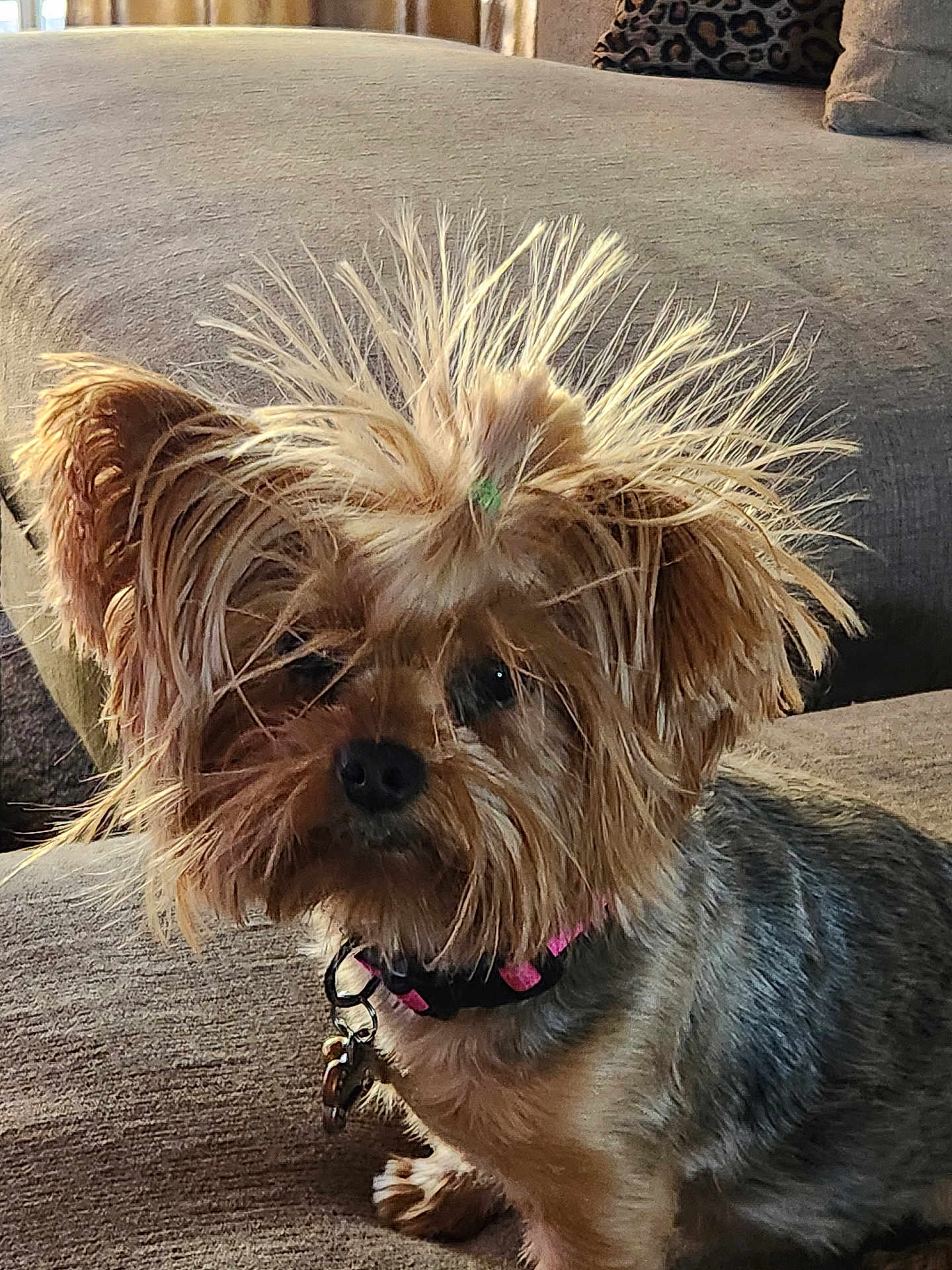Penelope