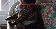 Bruzer is registered to the contest to win money with this photo: dog, brindle, collar, wicker_chair, cushion, floral_pattern, indoor, window, natural_light, poster, movie_poster, jaws, wood_paneling, curious, pet, sitting, furniture, home, red_collar, animal
