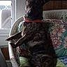 dog, brindle, collar, wicker_chair, cushion, floral_pattern, indoor, window, natural_light, poster, movie_poster, jaws, wood_paneling, curious, pet, sitting, furniture, home, red_collar, animal