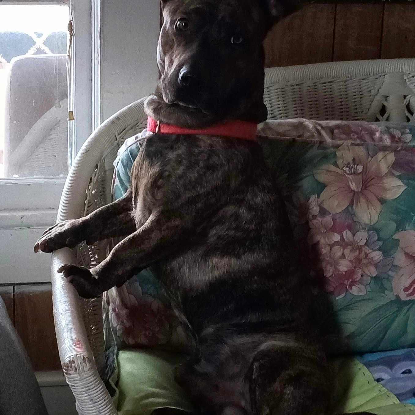 Bruzer is registered to the contest to win money with this photo: dog, brindle, collar, wicker_chair, cushion, floral_pattern, indoor, window, natural_light, poster, movie_poster, jaws, wood_paneling, curious, pet, sitting, furniture, home, red_collar, animal