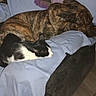Bruzer joined the competition — help win amazing prizes! dog, cat, sleeping, couch, blanket, indoor, pet, resting, furniture, cozy, black_and_white_cat, brindle_dog, nap, household, domestic, animal, companion, relaxation, blue_sheet, plaid_blanket
