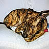 Bruzer joined the competition — help win amazing prizes! dog, brindle, pet, animal, pillow, bed, resting, sleepy, fur, ears, collar, indoor, cozy, cute, mammal, lying_down, comfort, domestic, relaxed, portrait