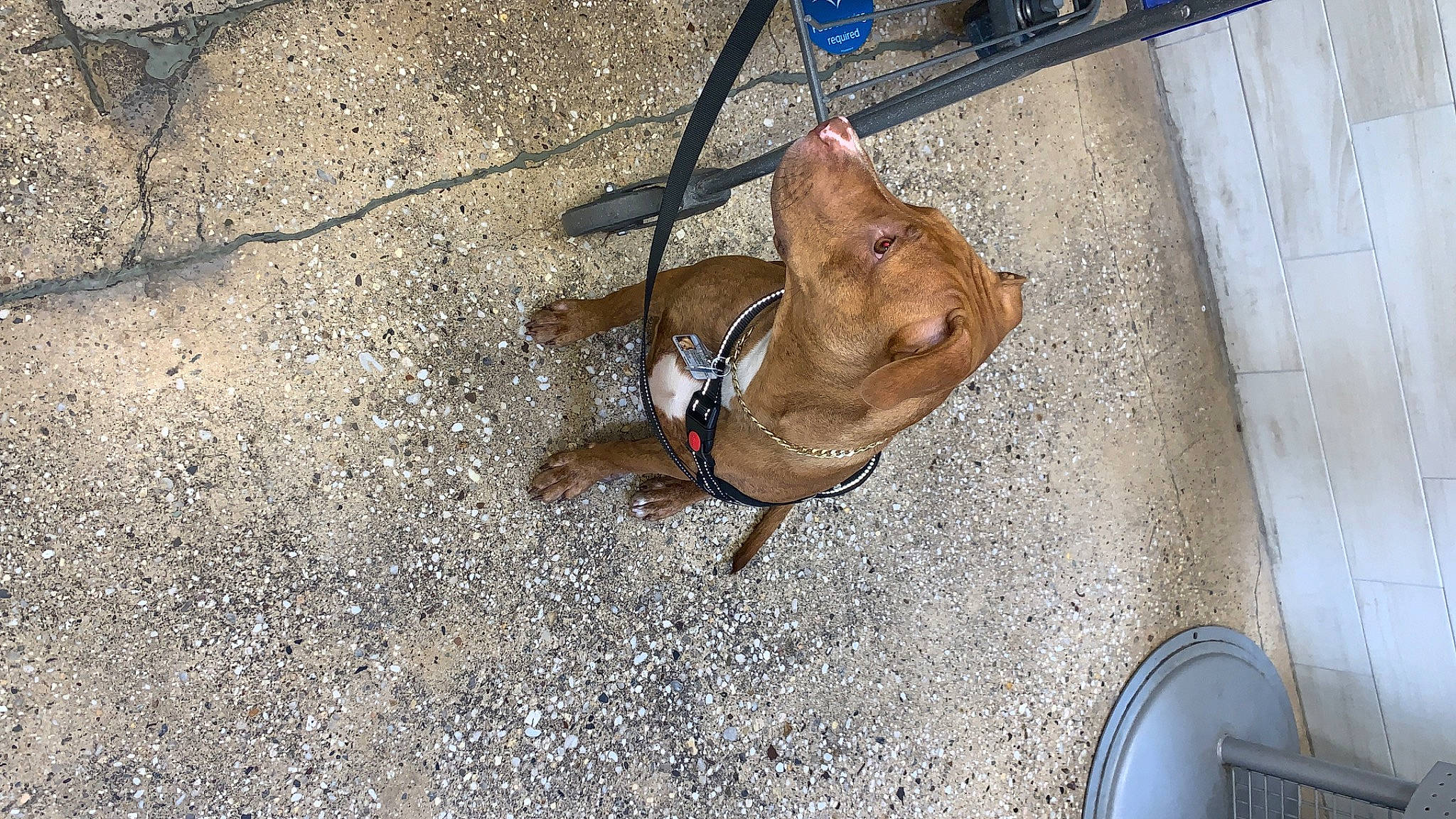 Cinnamon is registered to the contest to win money with this photo: asphalt, canidae, carnivore, companion_dog, concrete, dog, dog_breed, fawn, flooring, foot, leash, road_surface, shadow, sidewalk, small_to_medium_sized_cats, snout, sporting_group, tail, wood, working_animal