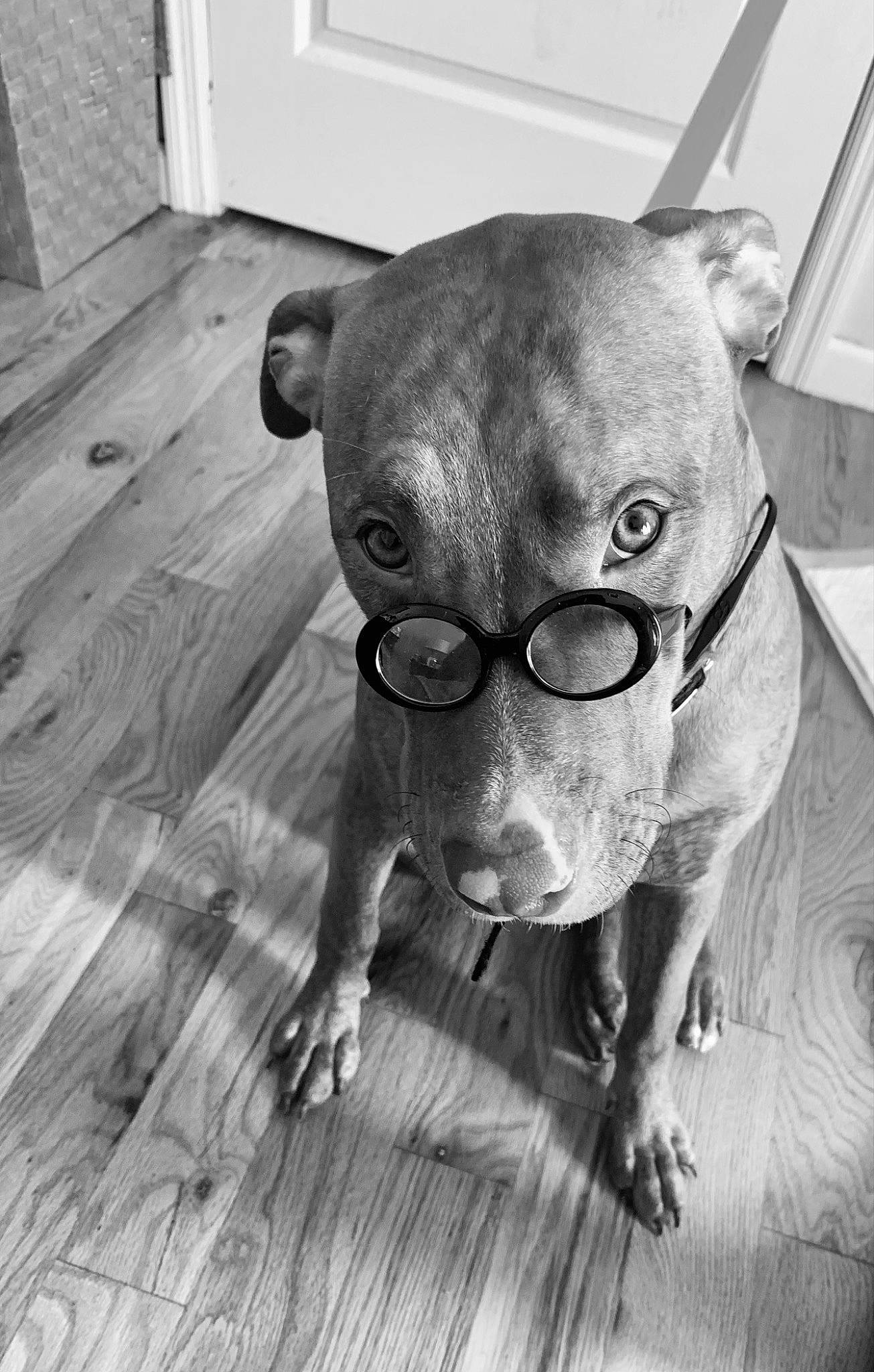 Cinnamon joined the competition — help win amazing prizes! carnivore, collar, companion_dog, dog, dog_breed, dog_collar, eyewear, fawn, flooring, glasses, grey, hardwood, pet_supply, tail, terrestrial_animal, toy_dog, vision_care, whiskers, wood, working_animal