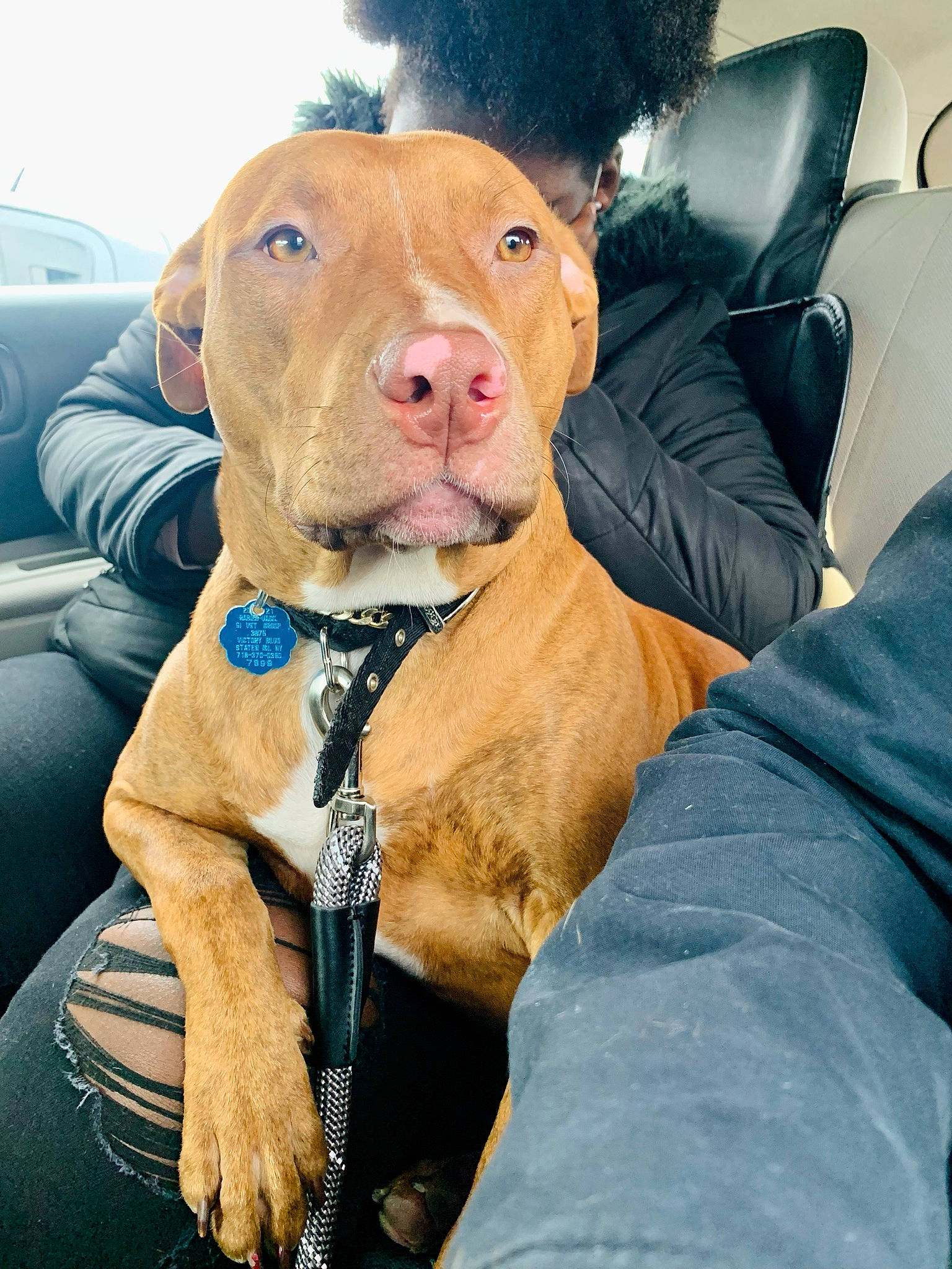 Cinnamon is registered to the contest to win money with this photo: canidae, car, carnivore, collar, comfort, companion_dog, dog, dog_breed, dog_collar, fawn, fur, guard_dog, hat, liver, non_sporting_group, snout, sporting_group, whiskers, working_animal, working_dog