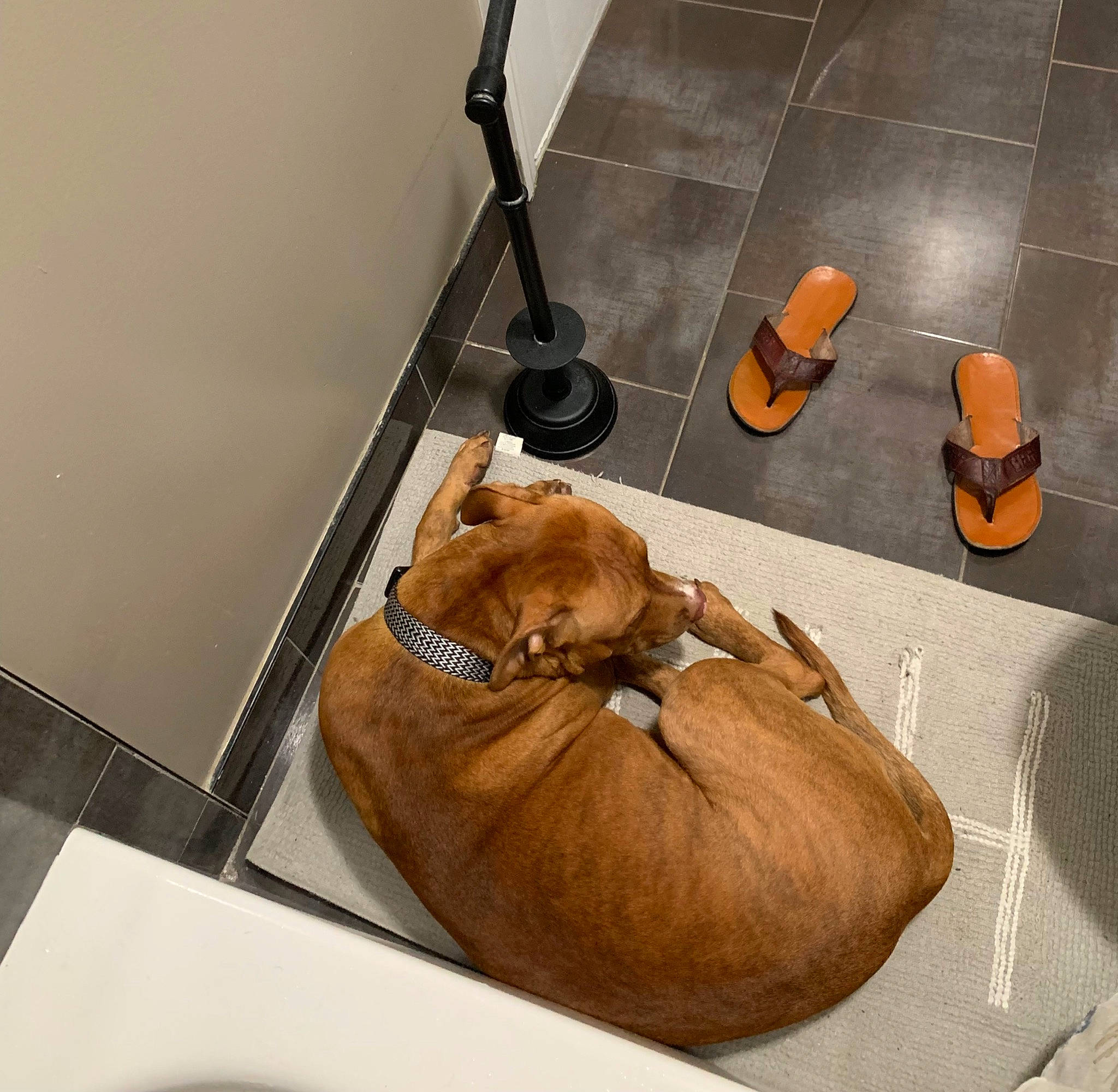 Cinnamon joined the competition — help win amazing prizes! canidae, carnivore, chair, comfort, companion_dog, dog, dog_breed, dog_supply, eyewear, fawn, felidae, flooring, hardwood, linens, liver, pet_supply, room, sporting_group, table, wood