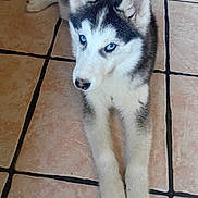 Atika participe au concours pour gagner de l'argent avec cette photo : animal, black_and_white_fur, blue_eyes, canine, cute, dog, domestic, floor, fur, husky, indoor, laying_down, looking, paw, pet, puppy, resting, tile_floor, wooden_chair, young_dog