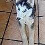 animal, black_and_white_fur, blue_eyes, canine, cute, dog, domestic, floor, fur, husky, indoor, laying_down, looking, paw, pet, puppy, resting, tile_floor, wooden_chair, young_dog