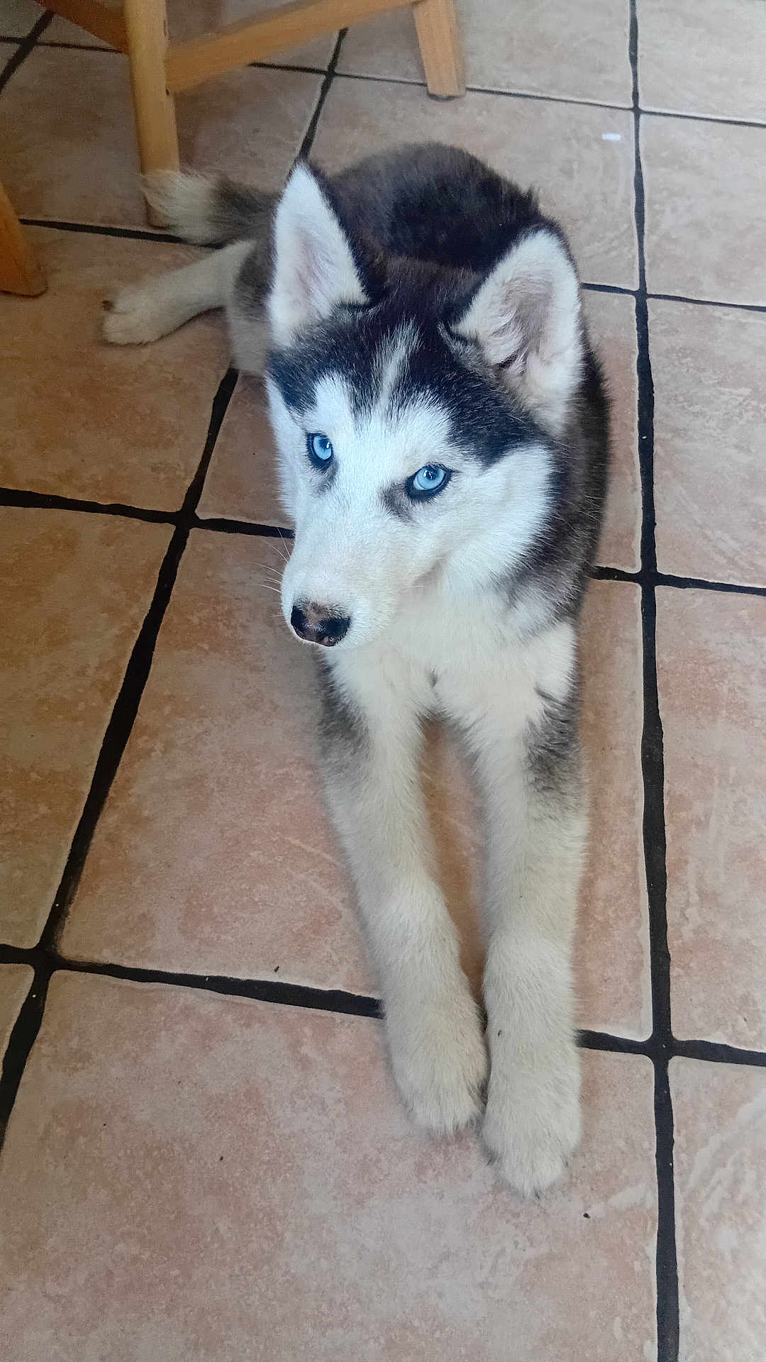 Atika participe au concours pour gagner de l'argent avec cette photo : animal, black_and_white_fur, blue_eyes, canine, cute, dog, domestic, floor, fur, husky, indoor, laying_down, looking, paw, pet, puppy, resting, tile_floor, wooden_chair, young_dog