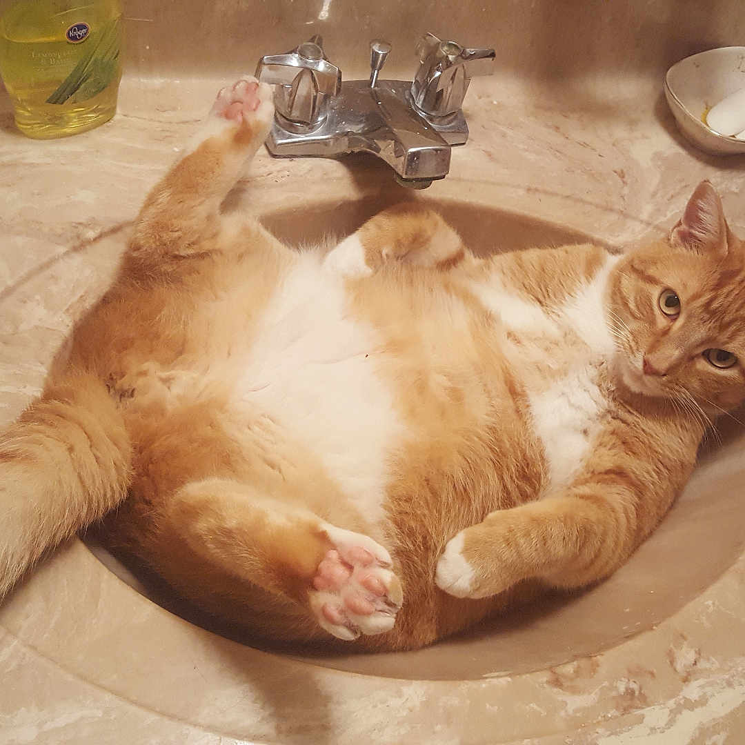Bruiser is registered to the contest to win money with this photo: animal, bathroom, cat, comb, cute, domestic_animal, faucet, fur, indoor, marble_countertop, orange_cat, paw, pet, relaxed, resting, shampoo, sink, soap, tail, whiskers