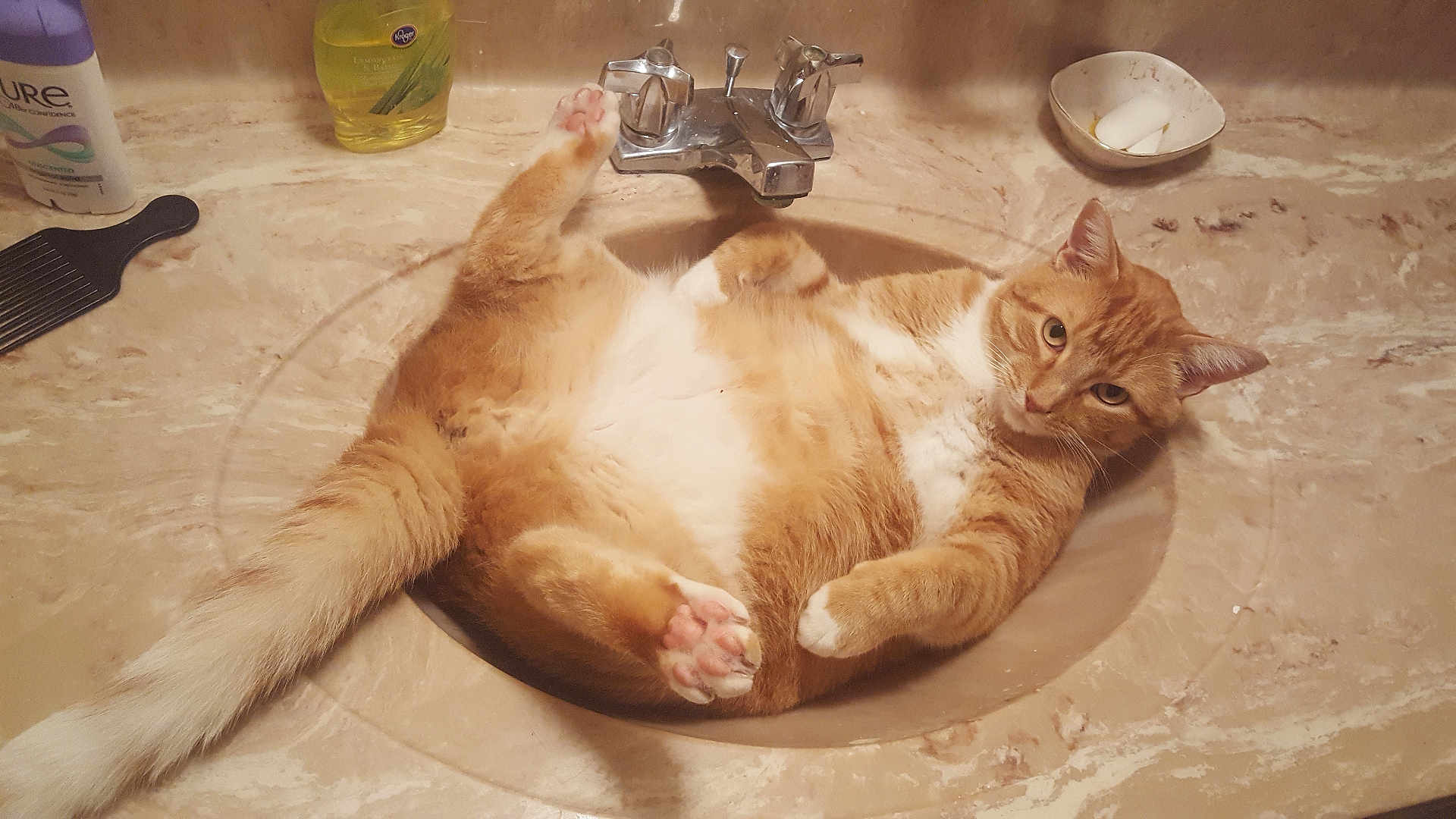 Bruiser is registered to the contest to win money with this photo: cat, orange_cat, sink, bathroom, relaxed, pet, fur, animal, paw, tail, faucet, soap, shampoo, comb, marble_countertop, domestic_animal, cute, whiskers, indoor, resting
