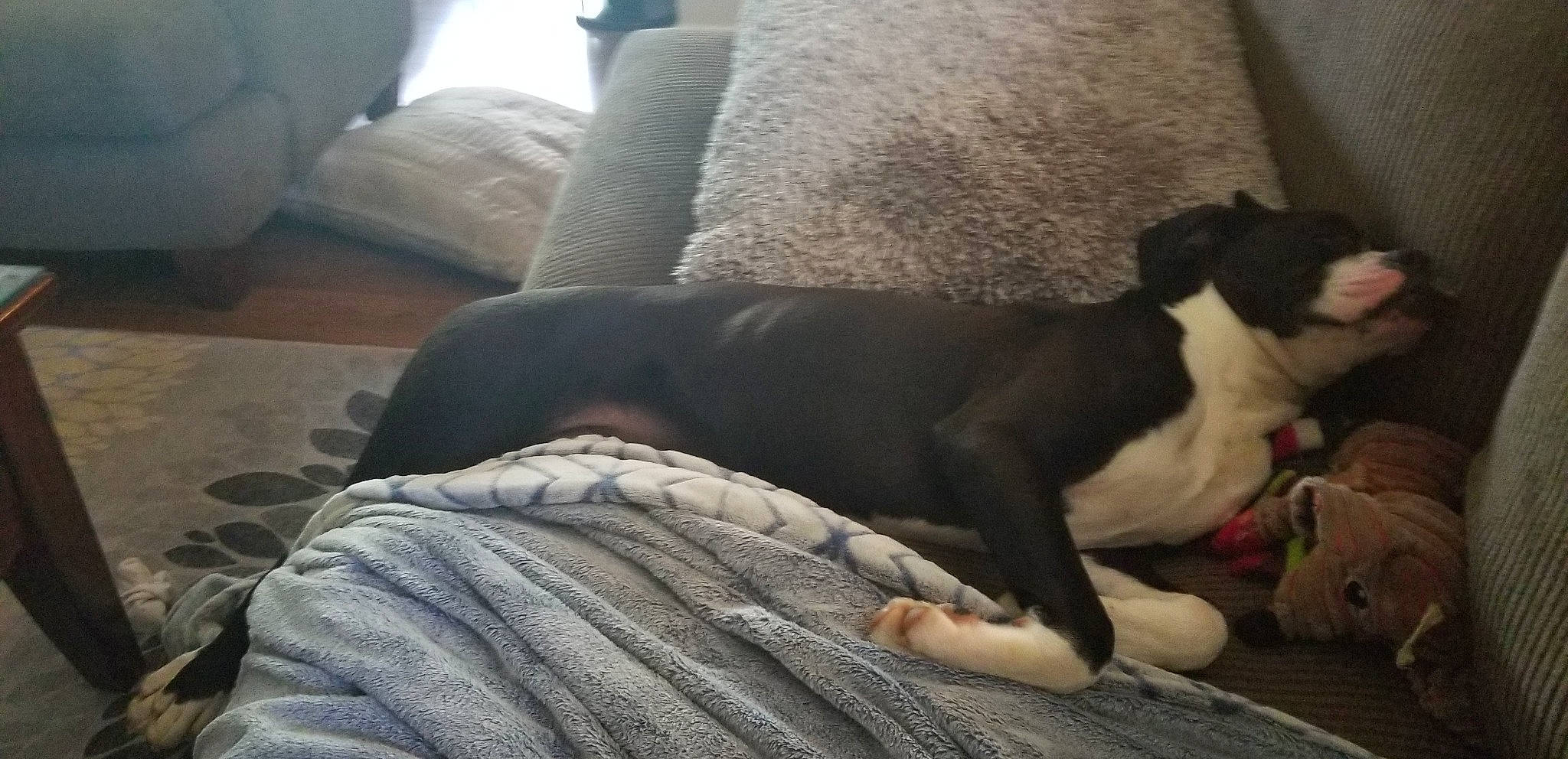 Nos is registered to the contest to win money with this photo: american_pit_bull_terrier, boston_terrier, canidae, carnivore, comfort, companion_dog, dog, dog_breed, fawn, mammal, nap, non_sporting_group, pit_bull, puppy, puppy_love, sporting_group, tail