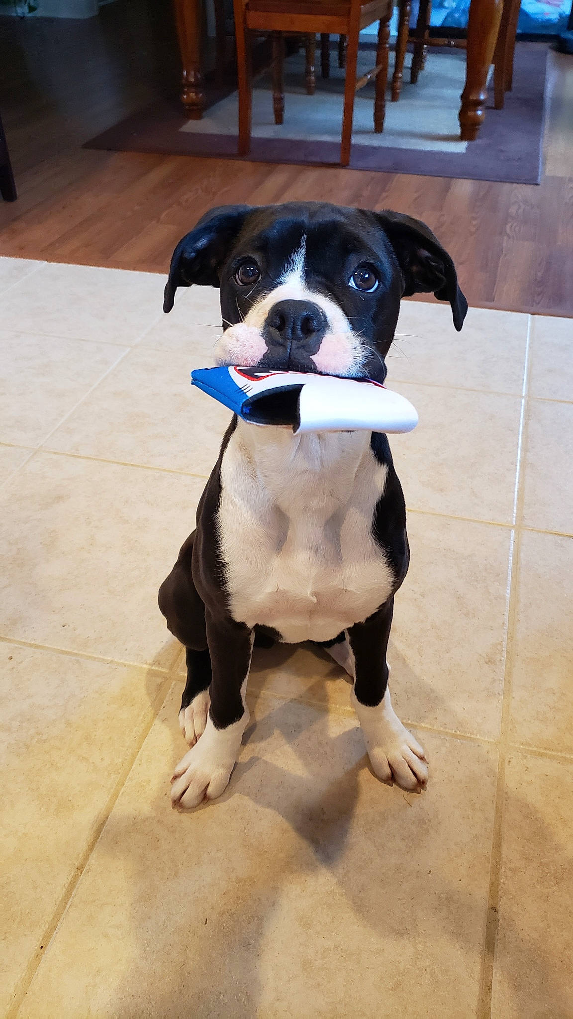 Nos joined the competition — help win amazing prizes! american_bulldog, american_pit_bull_terrier, american_staffordshire_terrier, boston_terrier, canidae, carnivore, companion_dog, dog, dog_breed, fawn, mammal, non_sporting_group, pit_bull, rare_breed_dog, snout, sporting_group, staffordshire_bull_terrier, tail, valley_bulldog, vertebrate