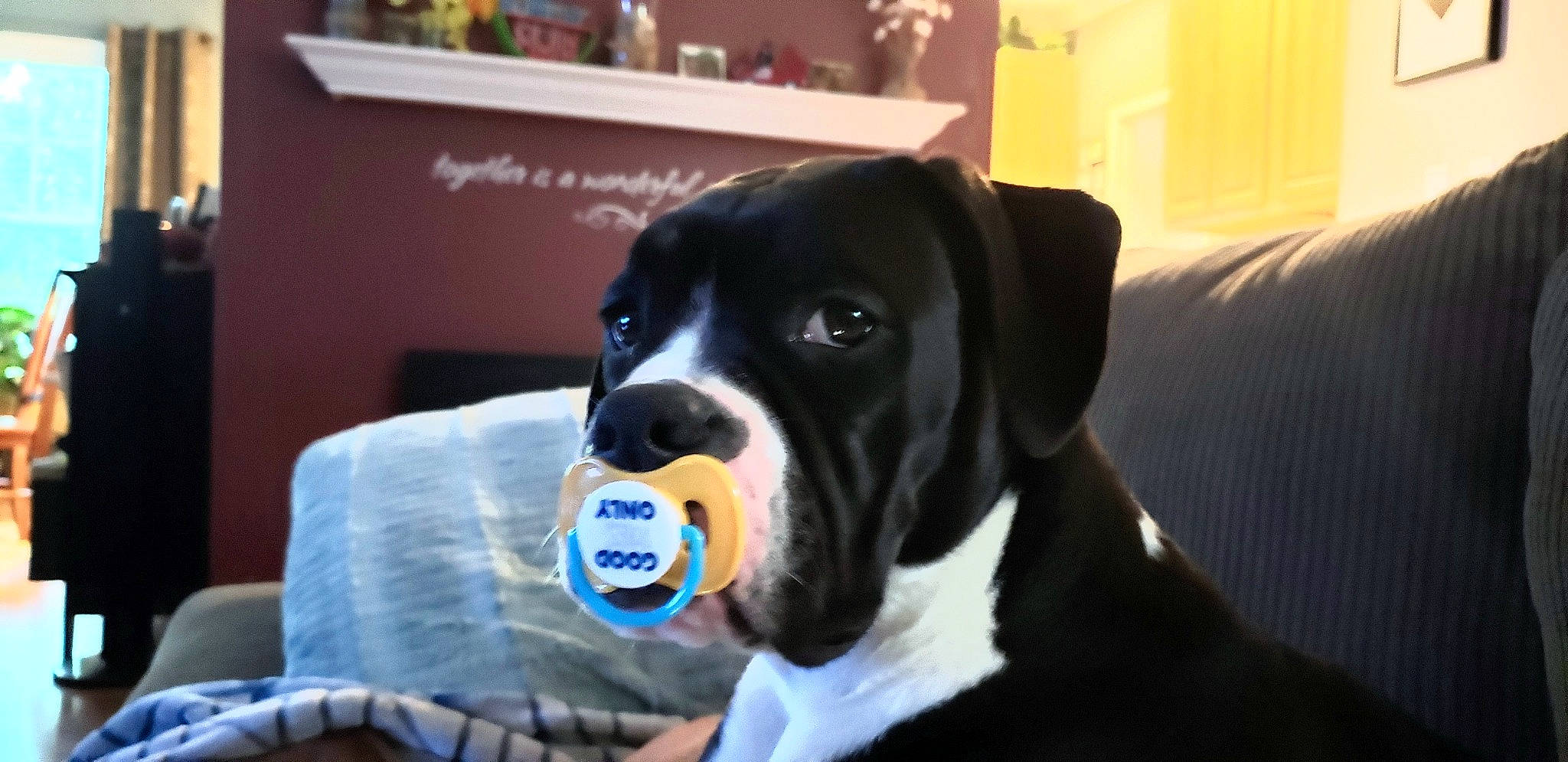 Nos is registered to the contest to win money with this photo: american_bulldog, american_pit_bull_terrier, american_staffordshire_terrier, boxer, canidae, carnivore, dog, dog_breed, fawn, great_dane, mammal, molosser, non_sporting_group, nose, puppy, rare_breed_dog, snout, sporting_group, valley_bulldog, vertebrate