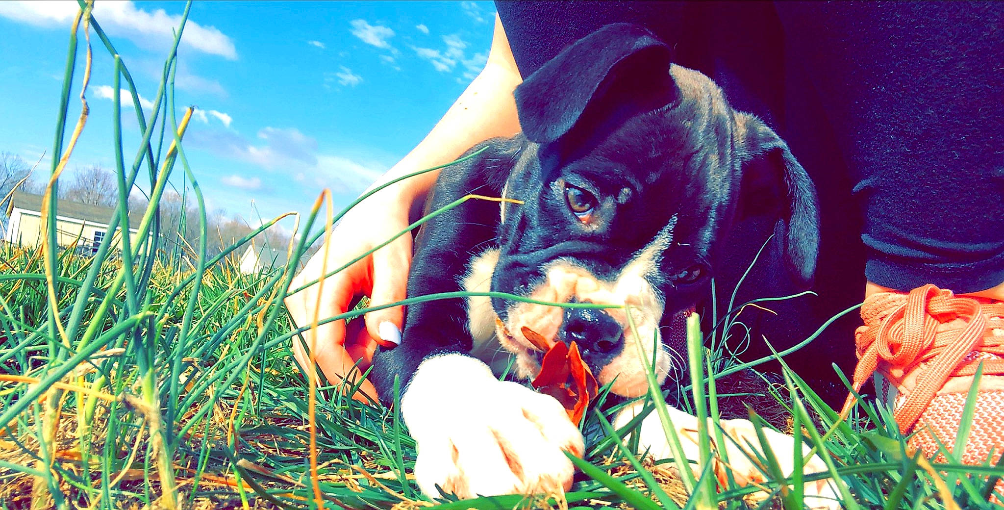 Nos is registered to the contest to win money with this photo: canidae, carnivore, dog, dog_breed, ear, fawn, grass, nose, plant, puppy, sky, snout, sporting_group, sunlight, whiskers