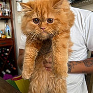 Garfield joined the competition — help win amazing prizes! cat, orange_cat, fluffy, pet, animal, person, indoor, furniture, white_shirt, tattoo, table, sitting, close_up, whiskers, eyes, fur, hand, shelf, bottle, casual