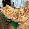 Garfield is registered to the contest to win money with this photo: cat, orange_cat, fluffy, pet, animal, person, tattoo, white_shirt, green_shorts, wooden_table, wine_rack, bottle, indoor, close_up, sitting, holding, cute, wide_eyes, relaxed, fur