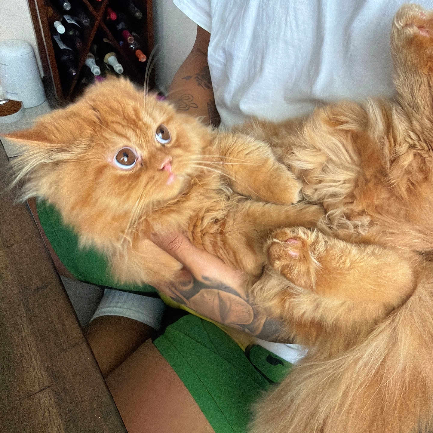 Garfield