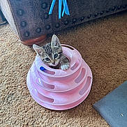 Jackalynn Ann is registered to the contest to win money with this photo: animal, carpet, cat, cozy, curious, cute, ears, feline, head, home, indoor, kitten, leather_furniture, looking_up, paw, pet_toy, pink, playful, small, young