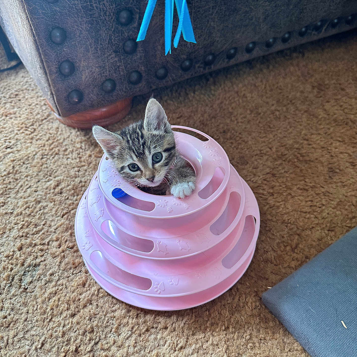Jackalynn Ann is registered to the contest to win money with this photo: animal, carpet, cat, cozy, curious, cute, ears, feline, head, home, indoor, kitten, leather_furniture, looking_up, paw, pet_toy, pink, playful, small, young