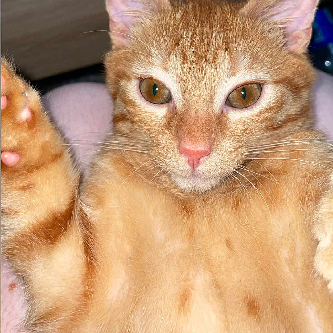 Simba.le.ninja.