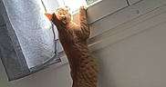 Simba.le.ninja. participe au concours pour gagner de l'argent avec cette photo : animal, cat, cozy, curious, curtain, daylight, feline, glass, greenery, hind_legs, home, indoor, looking_out, orange_tabby, pet, standing, stretching, sunlight, white_wall, window