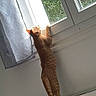 Simba.le.ninja. participe au concours pour gagner de l'argent avec cette photo : cat, orange_tabby, window, curtain, sunlight, indoor, stretching, curious, feline, pet, animal, greenery, glass, white_wall, daylight, standing, hind_legs, looking_out, home, cozy