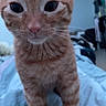 cat, kitten, orange_tabby, pet, feline, animal, cute, indoor, blanket, bedroom, curious, whiskers, young, fur, close_up, soft_lighting, front_legs, ears, nose, eyes