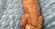 Simba.le.ninja. participe au concours pour gagner de l'argent avec cette photo : cat, kitten, orange_cat, sleeping, quilt, blue_quilt, couch, indoor, pet, cute, relaxed, fur, whiskers, paws, cozy, resting, animal, domestic_cat, soft, nap