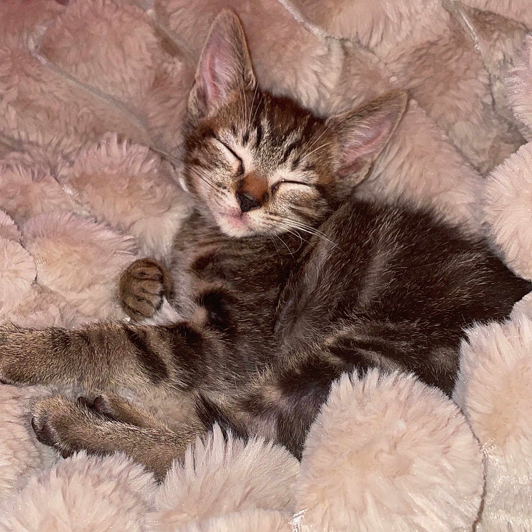 Tigrou a rejoint le concours — aidez-le/la à gagner de superbes lots ! kitten, cat, tabby, sleeping, cute, furry, pet, animal, whiskers, ears, paws, closed_eyes, pink_blanket, fluffy, cozy, indoors, portrait, relaxed, cuddly, photography