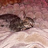 animal, bed, bedroom, blanket, cat, closed_eyes, cozy, cute, fur, indoors, kitten, nap, pet, pink, portrait, relaxed, sleeping, soft_texture, tabby, whiskers