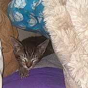 Tigrou participe au concours pour gagner de l'argent avec cette photo : kitten, cat, tabby, sleeping, cuddly, fluffy_blanket, blanket_fort, blue_fabric, bunny_pattern, purple_clothing, cozy, indoors, close_up, pet, animal, whiskers, ears, closed_eyes, soft_texture, resting