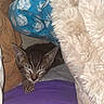 animal, blanket_fort, blue_fabric, bunny_pattern, cat, close_up, closed_eyes, cozy, cuddly, ears, fluffy_blanket, indoors, kitten, pet, purple_clothing, resting, sleeping, soft_texture, tabby, whiskers