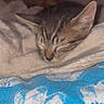 Tigrou participe au concours pour gagner de l'argent avec cette photo : kitten, cat, tabby, sleeping, napping, closed_eyes, animal, pet, fur, whiskers, ears, nose, face, blanket, bedding, cozy, indoors, bed, blue_fabric, portrait