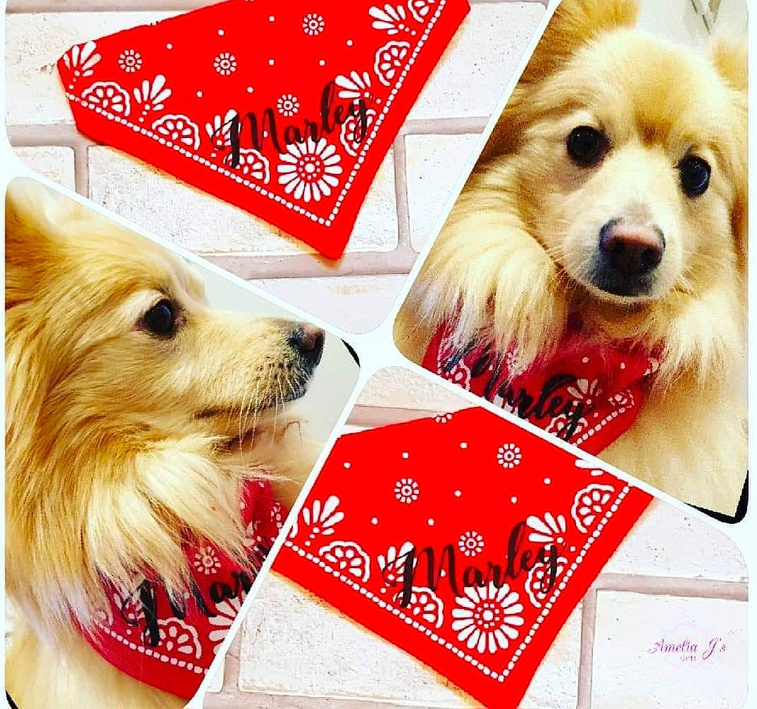 Marley is registered to the contest to win money with this photo: advertising, canidae, carnivore, companion_dog, corgi_chihuahua, dog, dog_breed, dog_supply, font, fur, happy, liver, paw, pet_supply, photo_caption, rectangle, snout, sporting_group, toy_dog