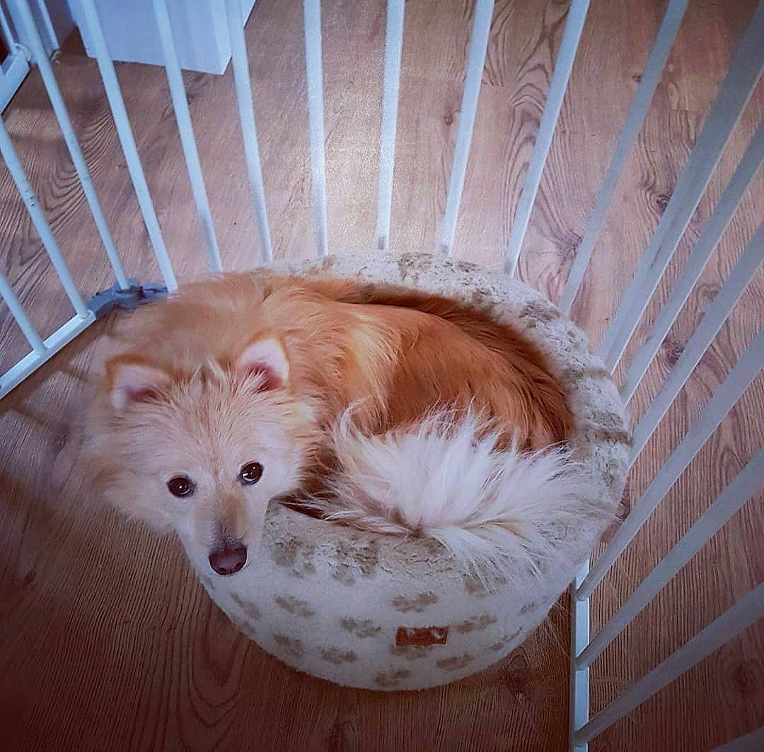 Marley joined the competition — help win amazing prizes! animal_shelter, bed, canidae, carnivore, cat_supply, comfort, companion_dog, dog, dog_breed, dog_crate, dog_supply, fawn, fur, hardwood, liver, pet_supply, snout, sporting_group, whiskers, wood