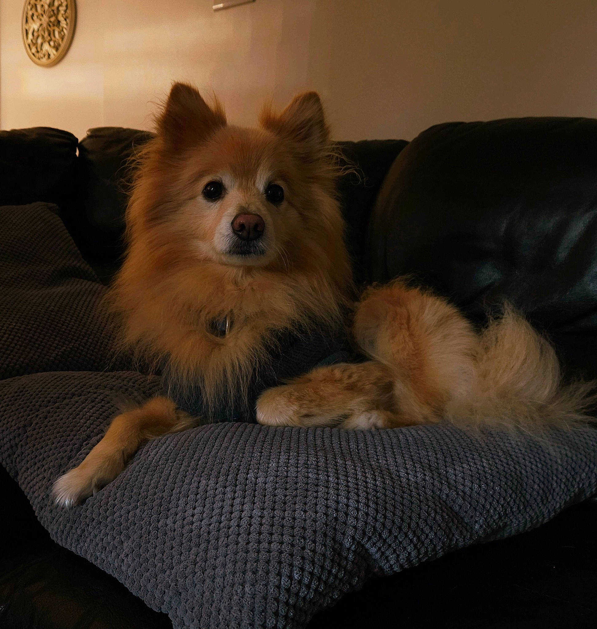 Marley joined the competition — help win amazing prizes! canidae, carnivore, comfort, companion_dog, couch, dog, dog_breed, fawn, fur, german_spitz, german_spitz_klein, german_spitz_mittel, mechanical_fan, snout, spitz, sporting_group, toy_dog, volpino_italiano, whiskers, working_animal