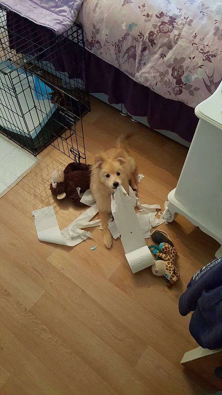 Marley joined the competition — help win amazing prizes! canidae, carnivore, companion_dog, dog, dog_breed, fawn, felidae, floor, flooring, hardwood, laminate_flooring, living_room, mammal, pet_supply, plywood, room, sporting_group, wood, wood_flooring, working_animal