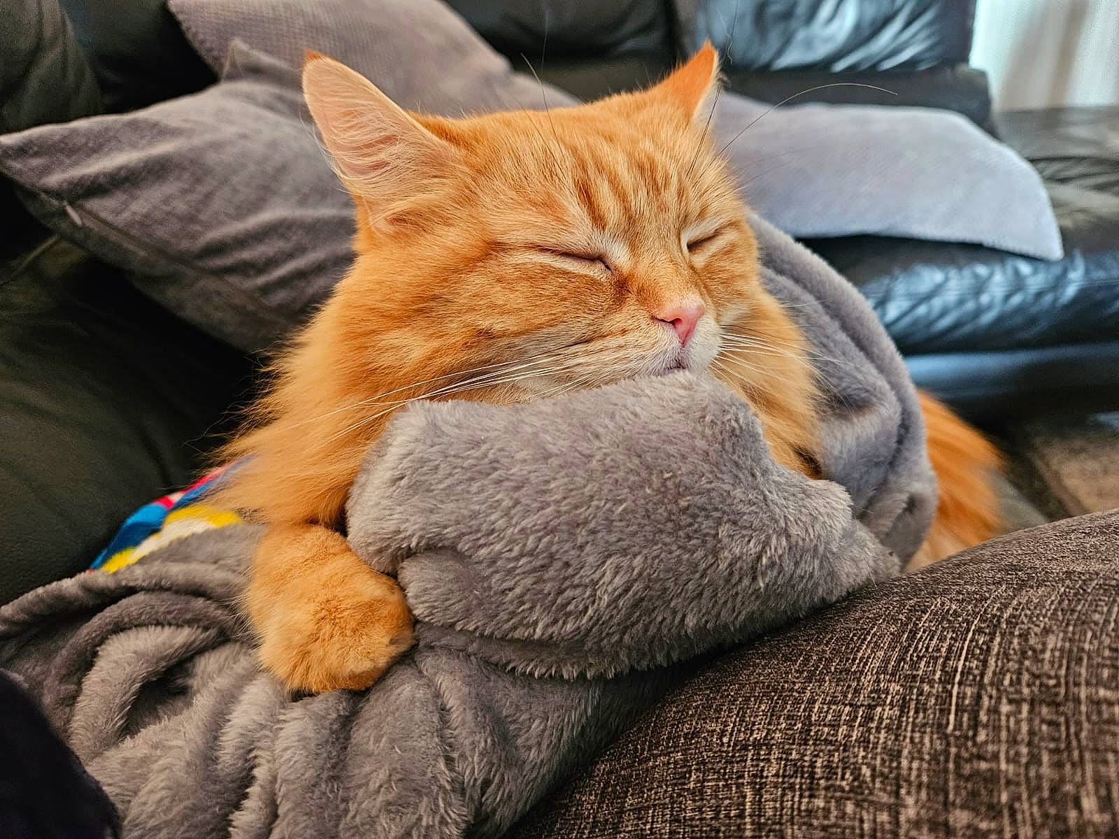 Max is registered to the contest to win money with this photo: carnivore, cat, claw, comfort, couch, domestic_short_haired_cat, ear, fawn, felidae, fur, human_leg, lap, nap, paw, sitting, small_to_medium_sized_cats, snout, tail, whiskers, wood