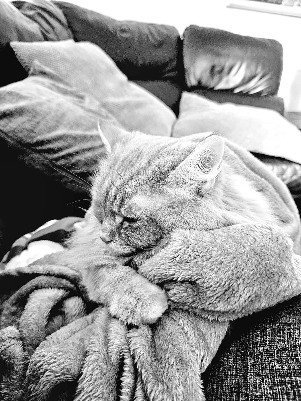 Max is registered to the contest to win money with this photo: bedding, black_and_white, canidae, carnivore, cat, comfort, domestic_short_haired_cat, felidae, fur, gesture, grey, linens, monochrome, monochrome_photography, small_to_medium_sized_cats, snout, style, textile, whiskers, wrinkle