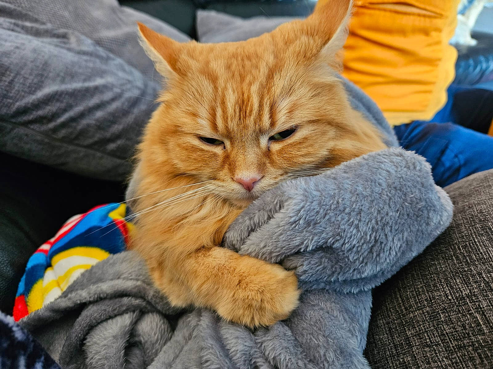 Max is registered to the contest to win money with this photo: carnivore, cat, claw, comfort, couch, domestic_short_haired_cat, fawn, felidae, fur, gesture, human_leg, lap, nap, paw, sitting, small_to_medium_sized_cats, snout, tail, textile, whiskers